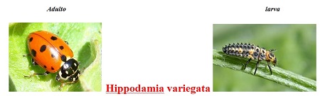 hippodamia variegata