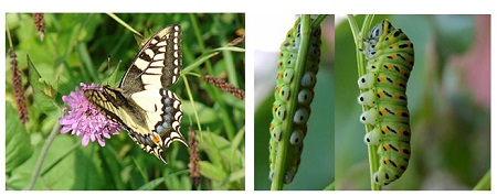 farfalle diurne